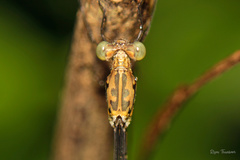 Lestes dorothea