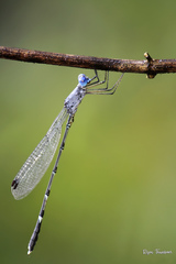 Lestes dorothea