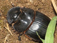 Catharsius tricornutus