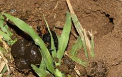 Catharsius tricornutus