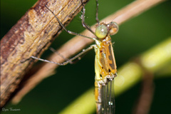 Lestes dorothea