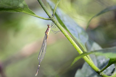 Lestes dorothea