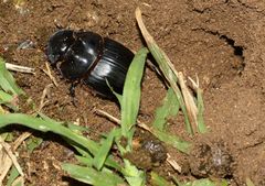 Catharsius tricornutus