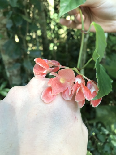 Begonia radicans Vell.