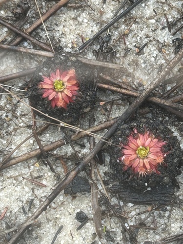 Drosera ×sidjamesii Lowrie & Conran