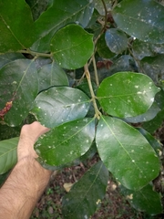 Guarea macrophylla