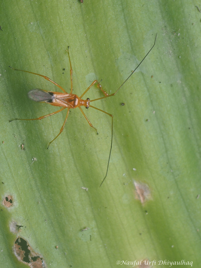 Helopeltis cuneata
