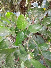 Guarea macrophylla