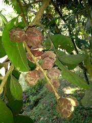 Guarea macrophylla