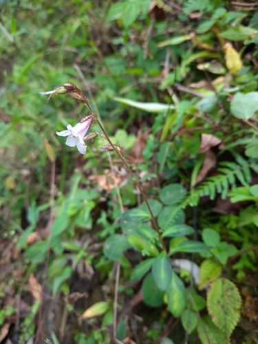 Anisadenia