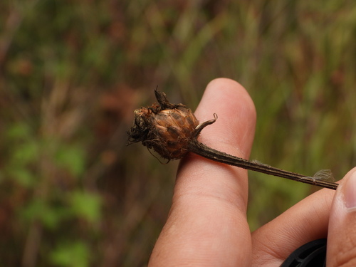 Galaxy spac (Cheirolophus uliginosus)