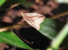 Rivula striatura