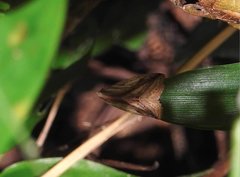 Rivula striatura