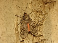 Eucereon erythrolepsis