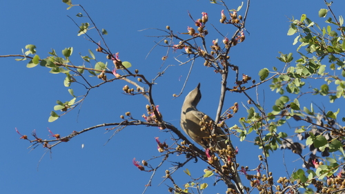 Great Bowerbird