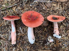 Russula peckii
