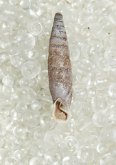 Stigmatica stigmatica