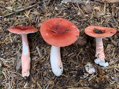 Russula peckii