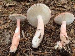 Russula peckii