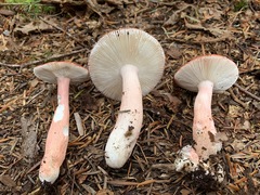 Russula peckii