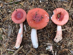 Russula peckii