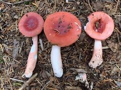 Russula peckii