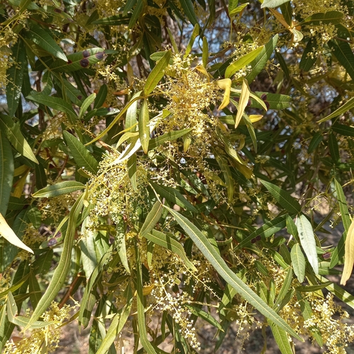 african sumac