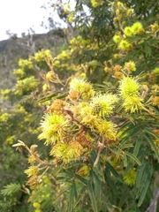 Mimosa scabrella