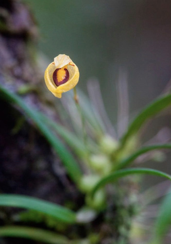 Bulbophyllum amauroloma J.J.Verm. & P.O'Byrne