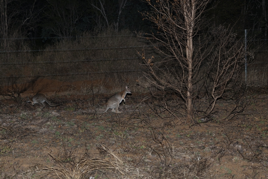 Black-striped Wallaby
