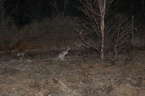 Black-striped Wallaby