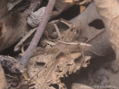 Heteropoda ocyalina