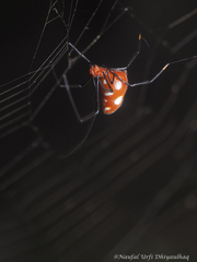 Argyrodes flavescens