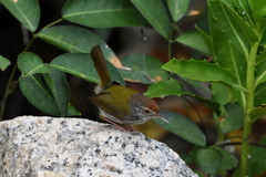 Common Tailorbird photo 2