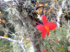 Cattleya coccinea