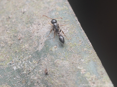 Tetraponera