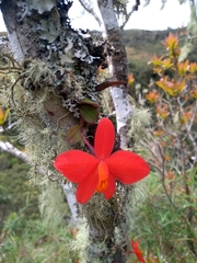 Cattleya coccinea