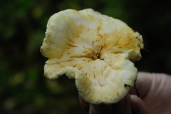 Albatrellus avellaneus