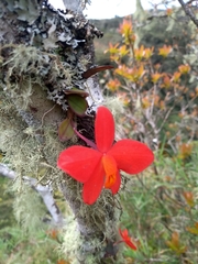 Cattleya coccinea
