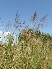 Phragmites vallatoria
