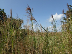 Phragmites vallatoria