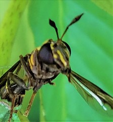 Polybiomyia