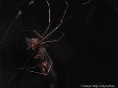 Argyrodes fissifrons