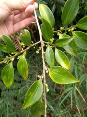 Griselinia ruscifolia