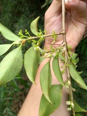 Griselinia ruscifolia