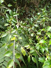Griselinia ruscifolia