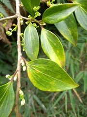 Griselinia ruscifolia