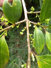 Griselinia ruscifolia