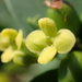 Bootlace Plant - Photo (c) 葉子, some rights reserved (CC BY-NC-ND), uploaded by 葉子