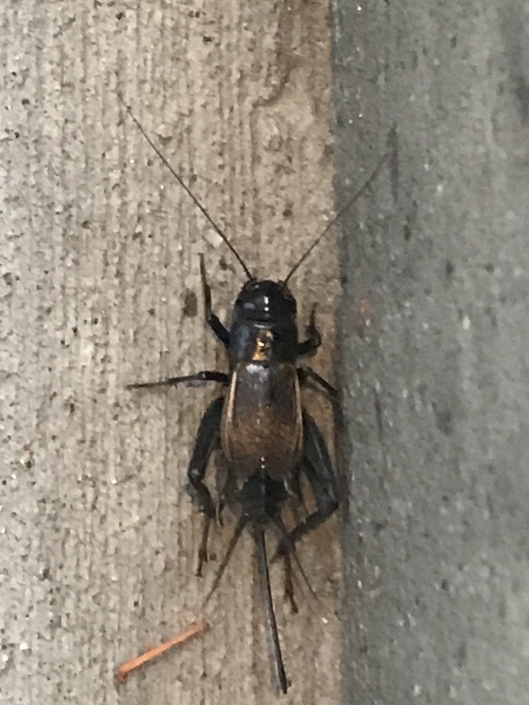 Fall Field Cricket